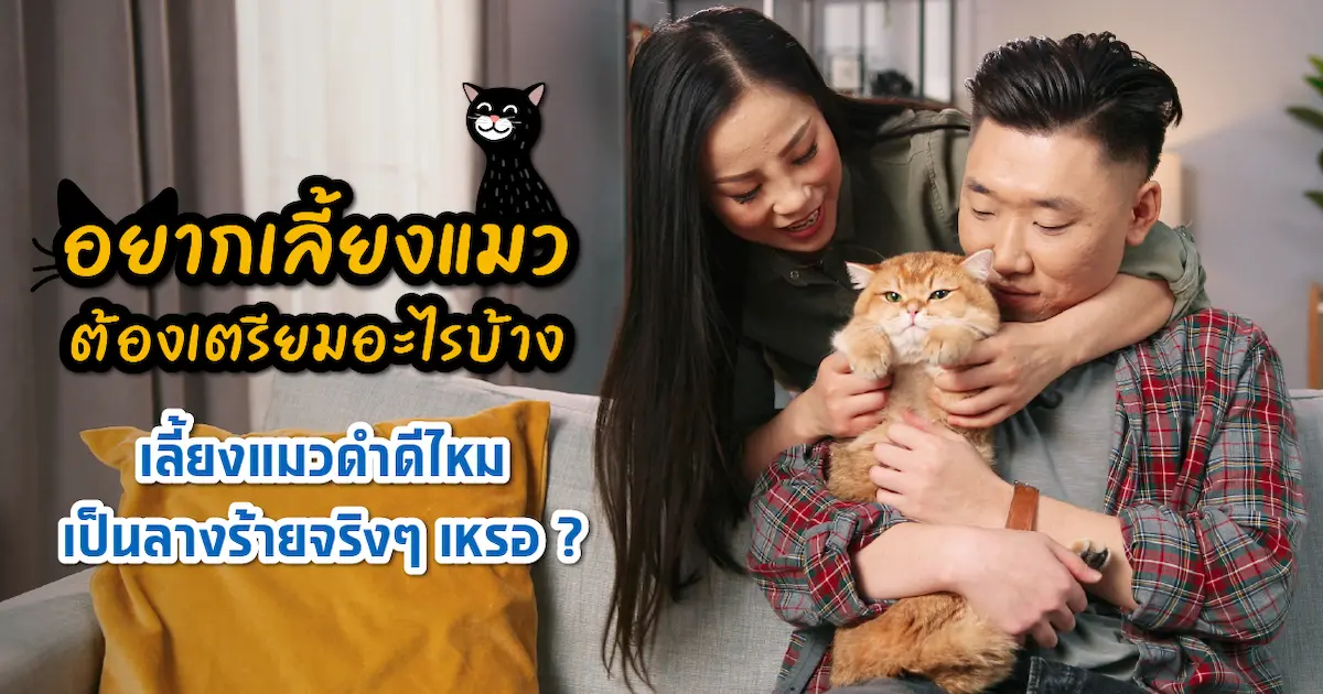 เลี้ยงแมวต้องเตรียมอะไรบ้าง ถ้าเลี้ยงแมวดำจะโชคร้ายจริงเหรอ?