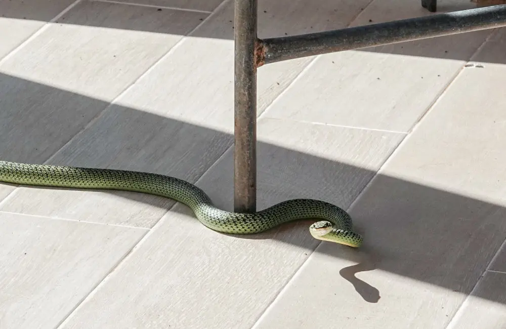 งูเข้าบ้านทำยังไงดี วิธีดูงูมีพิษหรืองูไม่พิษ