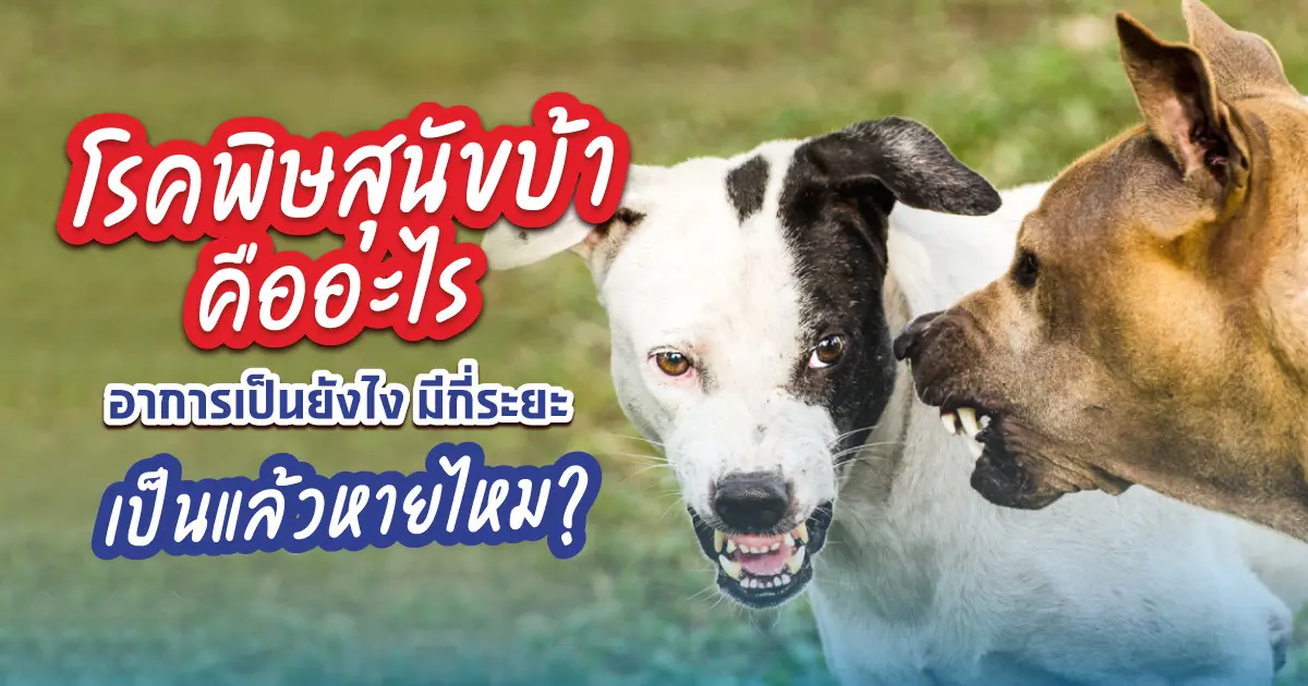 โรคพิษสุนัขบ้าคืออะไร ถ้าติดเชื้อจะอันตรายถึงชีวิตหรือเปล่า?