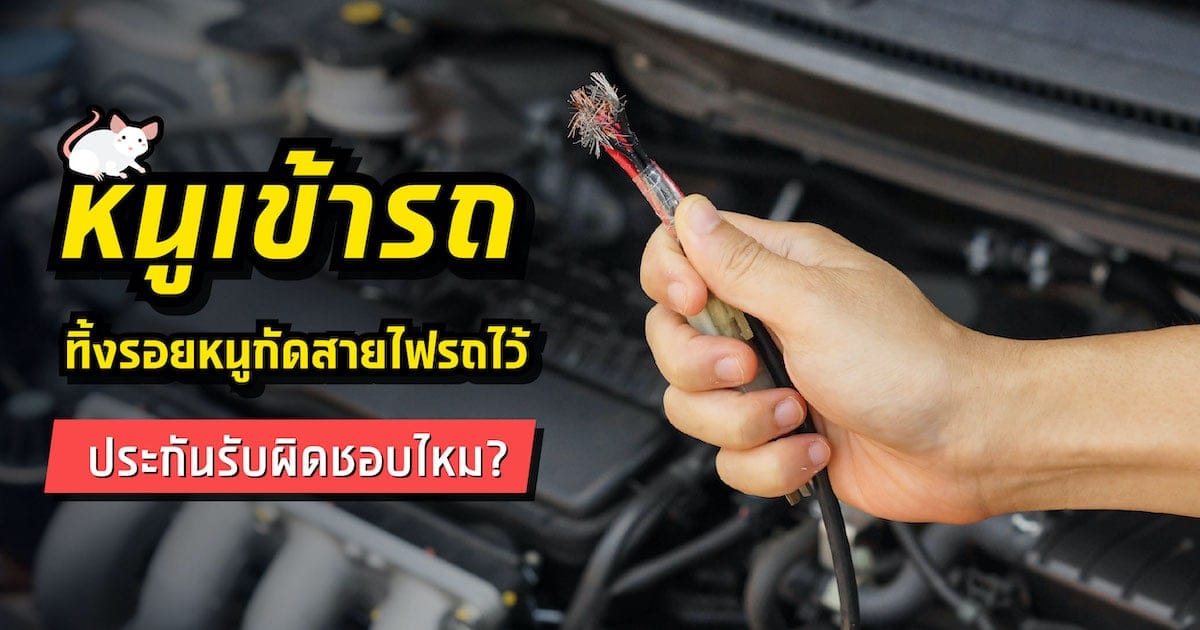 หนูเข้ารถ ทิ้งรอยหนูกัดสายไฟรถไว้ ประกันรับผิดชอบไหม?
